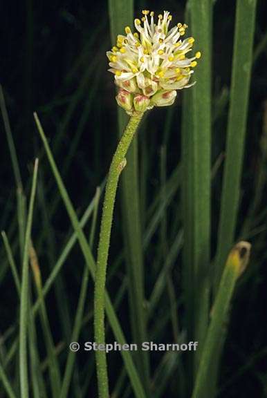 triantha occidentalis ssp occidentalis 3 graphic